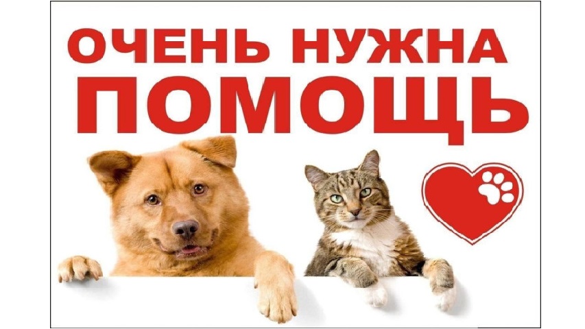 БЛАГОТВОРИТЕЛЬНАЯ АКЦИЯ "ДОБРОЕ СЕРДЦЕ" БЛАГОТВОРИТЕЛЬНАЯ АКЦИЯ "ДОБРОЕ СЕРДЦЕ".